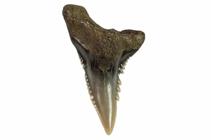 Hemipristis Shark Tooth Fossil - Virginia #102194